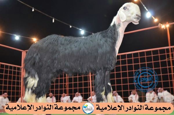 	تغطية جلسة قروب (مجلس النخبه للنجد) بتنظيم مربي الجمش ووادي الرشا 28 / 8 / 1434هـ